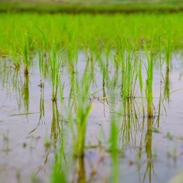 Calculation of the water footprint Calculation of the water footprint